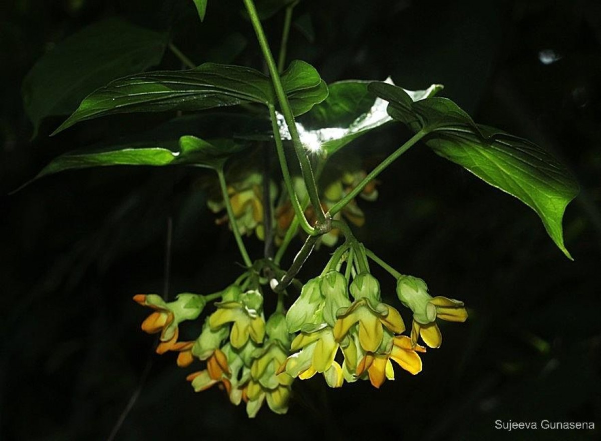 Telosma cordata (Burm.f.) Merr.